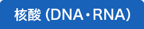 核酸（DNA・RNA）